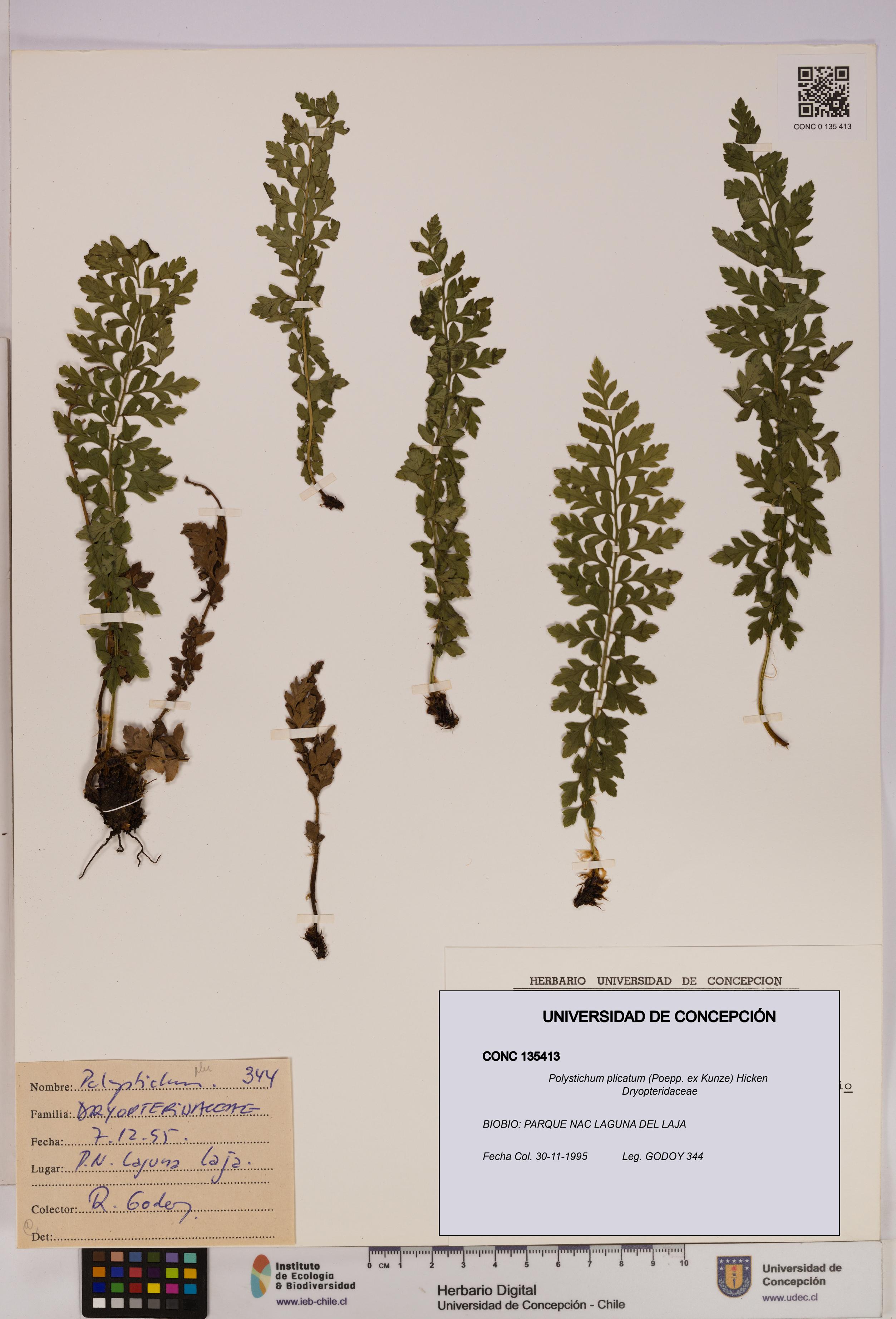 Polystichum plicatum [Espécimen: UDEC:CONC:0135413]