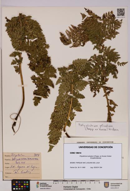 Polystichum plicatum [Espécimen: UDEC:CONC:0135414]