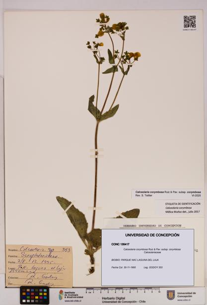 Calceolaria corymbosa [Espécimen: UDEC:CONC:0135417]