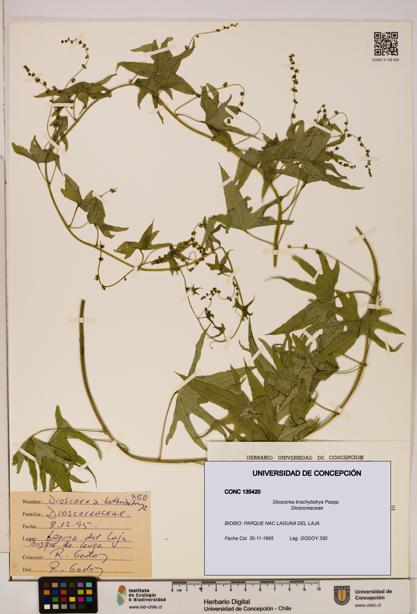 Dioscorea brachybotrya [Espécimen: ]