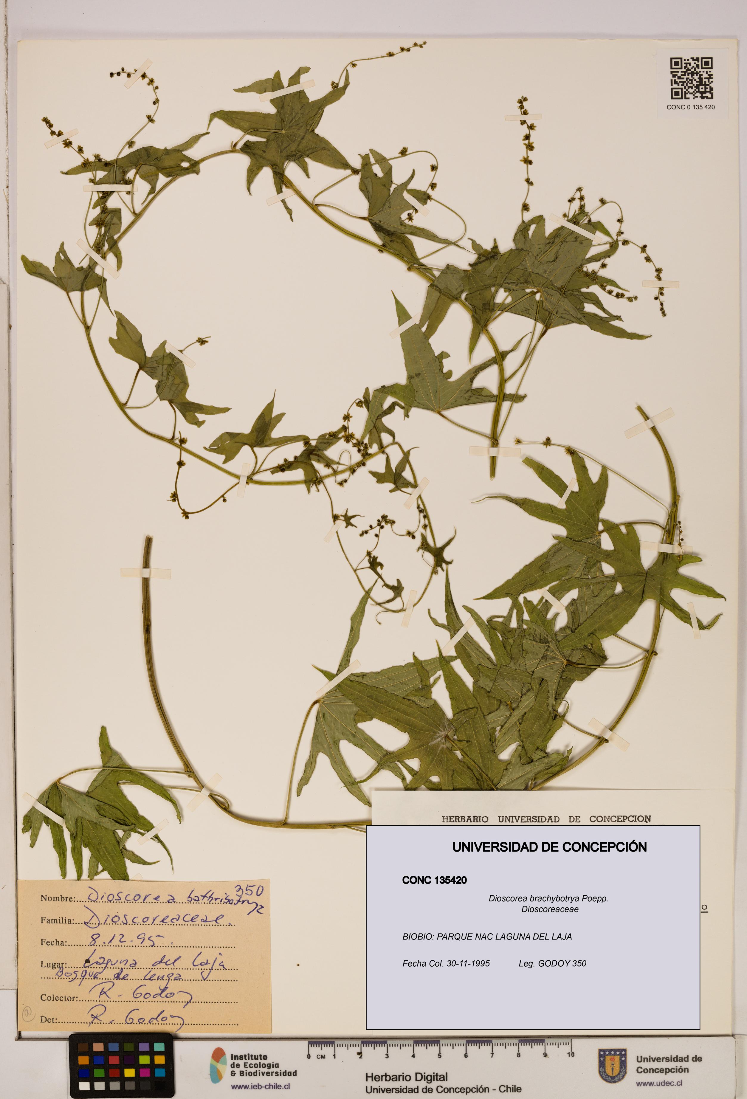 Dioscorea brachybotrya [Espécimen: ]