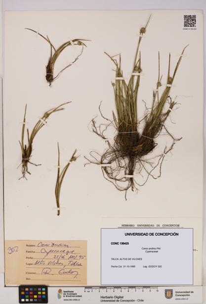 Carex andina [Espécimen: UDEC:CONC:0135423]