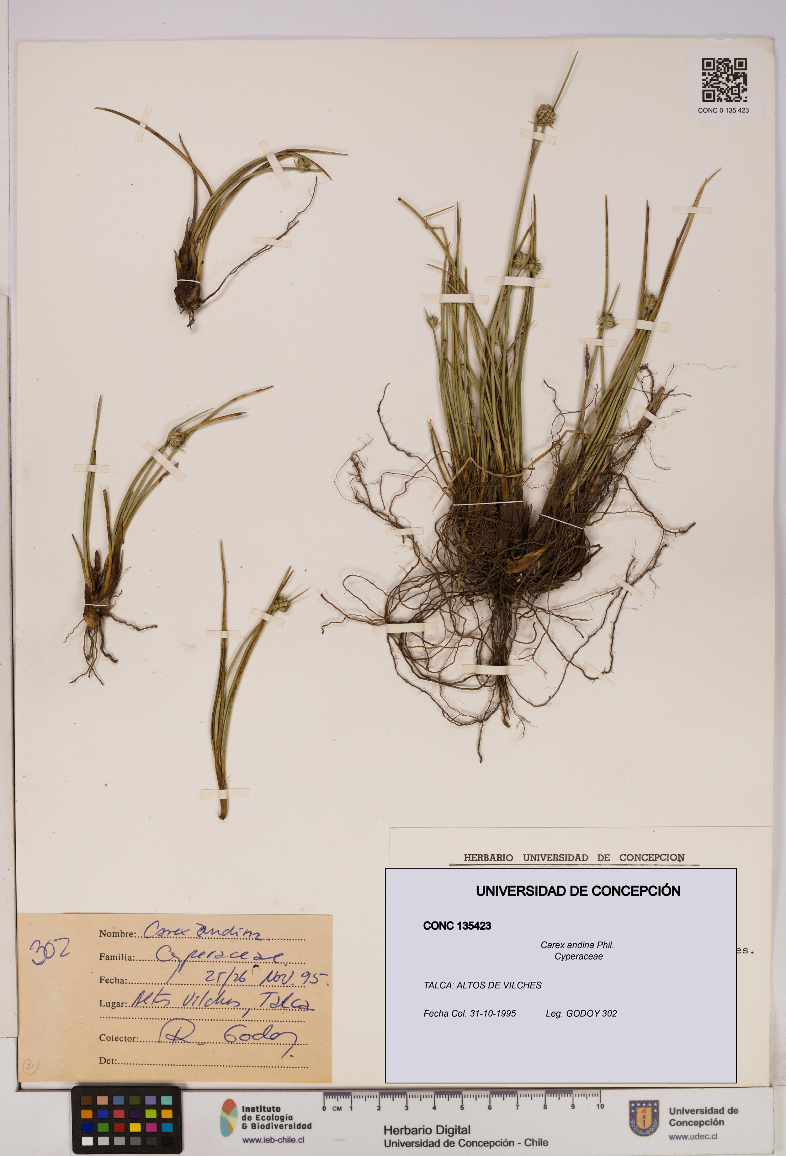 Carex andina [Espécimen: UDEC:CONC:0135423]