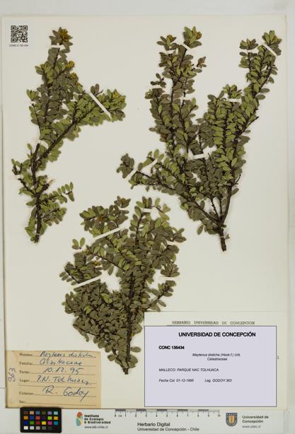 Maytenus disticha [Espécimen: UDEC:CONC:0135434]