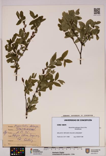 Myoschilos oblongus [Espécimen: UDEC:CONC:0135470]