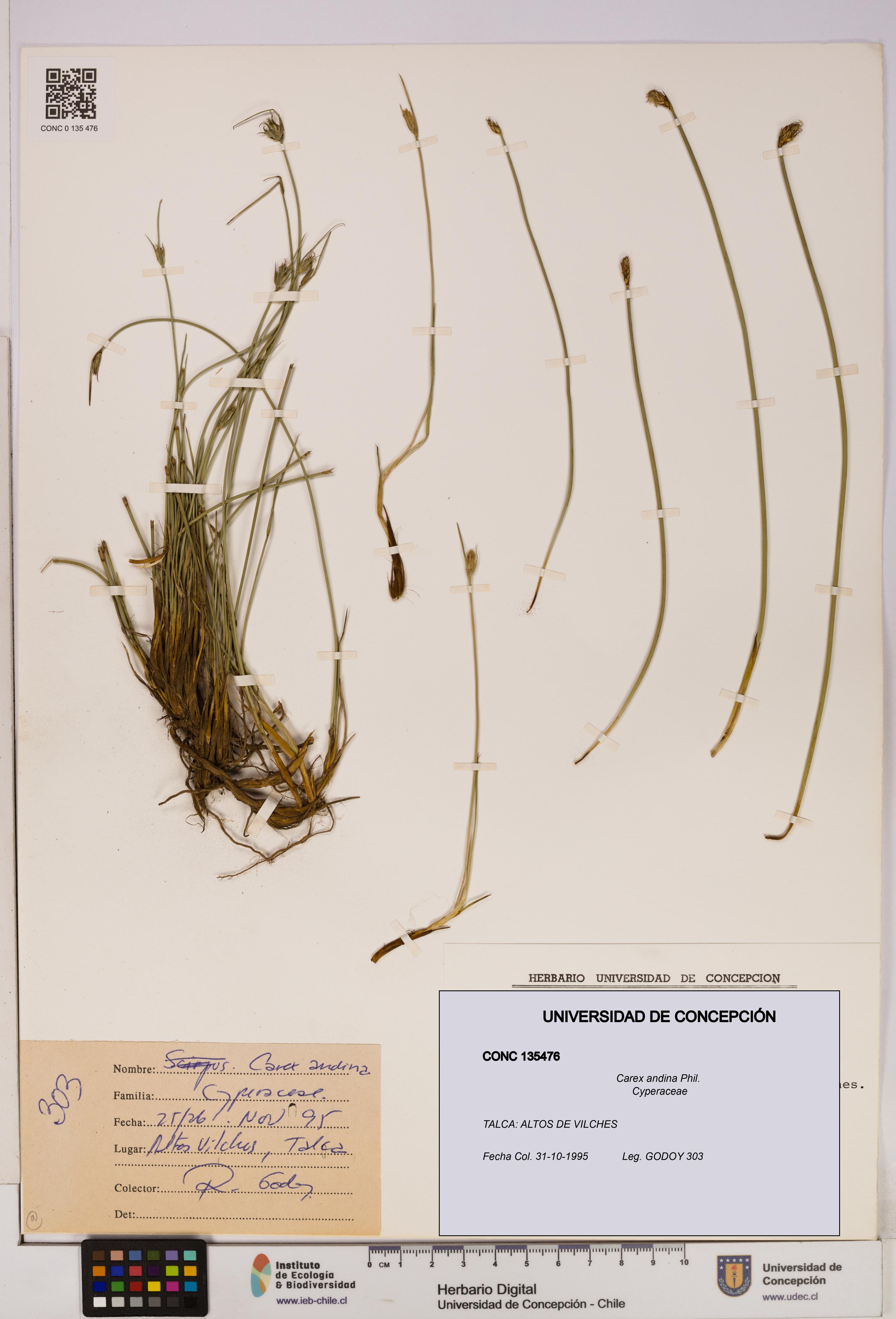 Carex andina [Espécimen: UDEC:CONC:0135476]