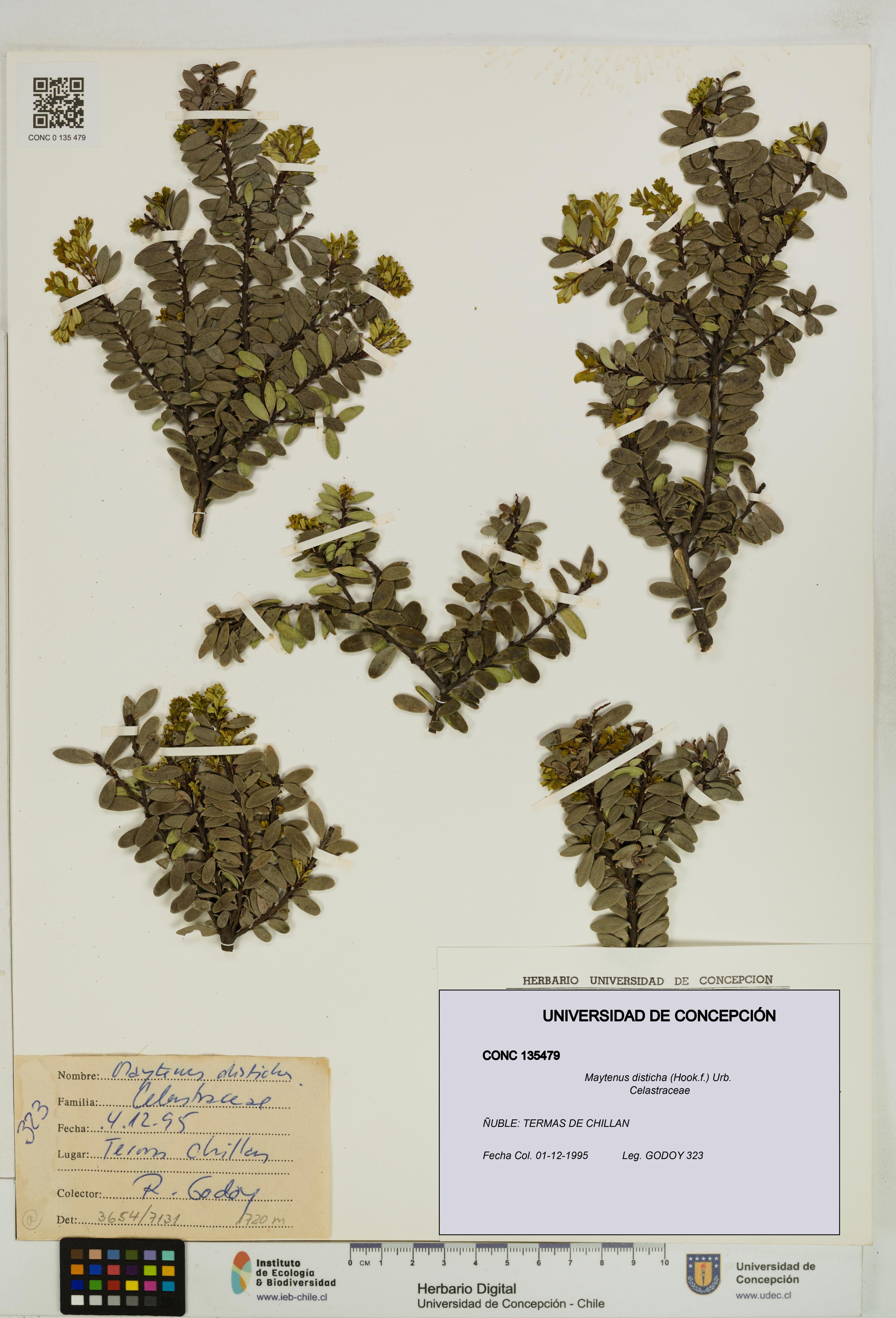 Maytenus disticha [Espécimen: UDEC:CONC:0135479]