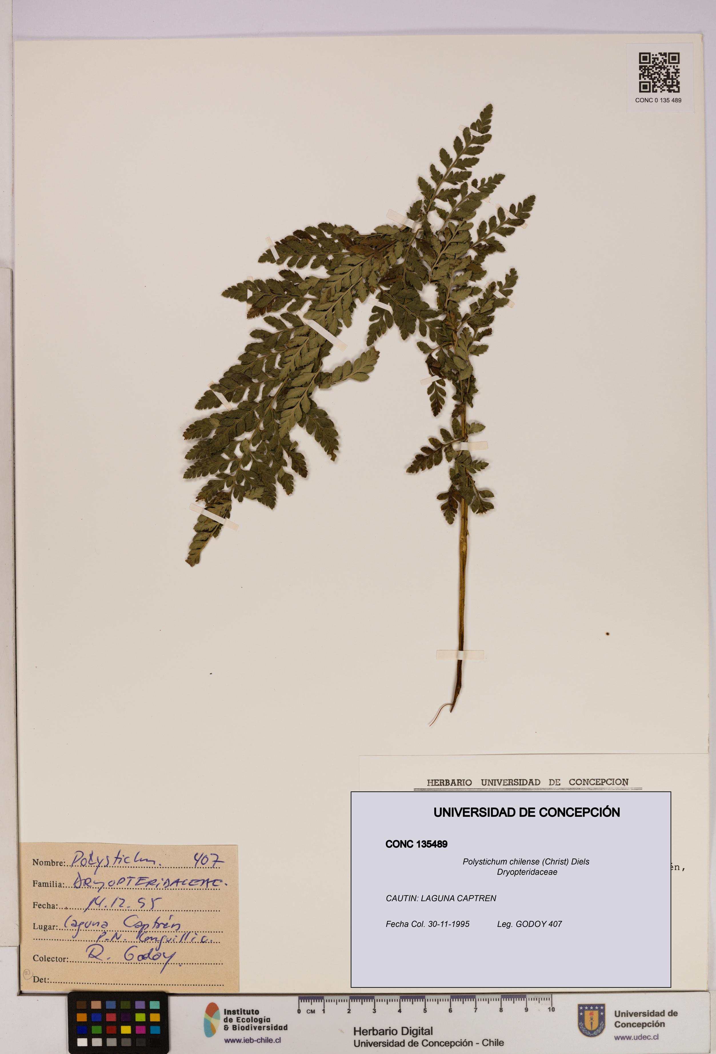 Polystichum chilense [Espécimen: UDEC:CONC:0135489]