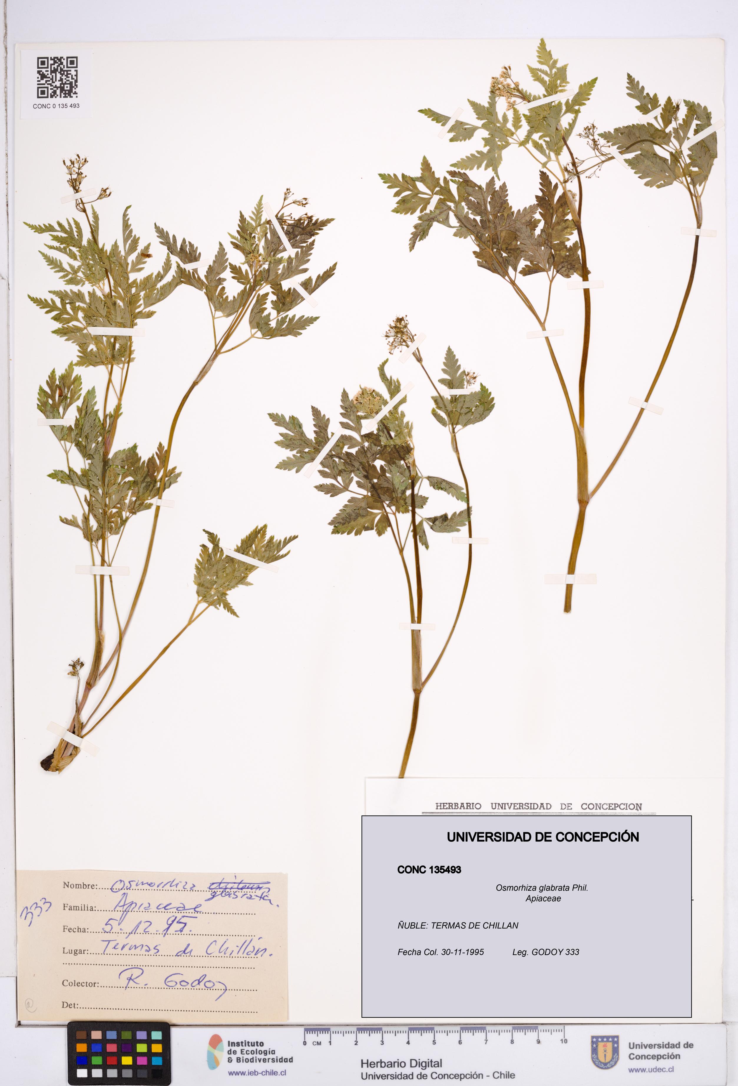 Osmorhiza glabrata [Espécimen: ]