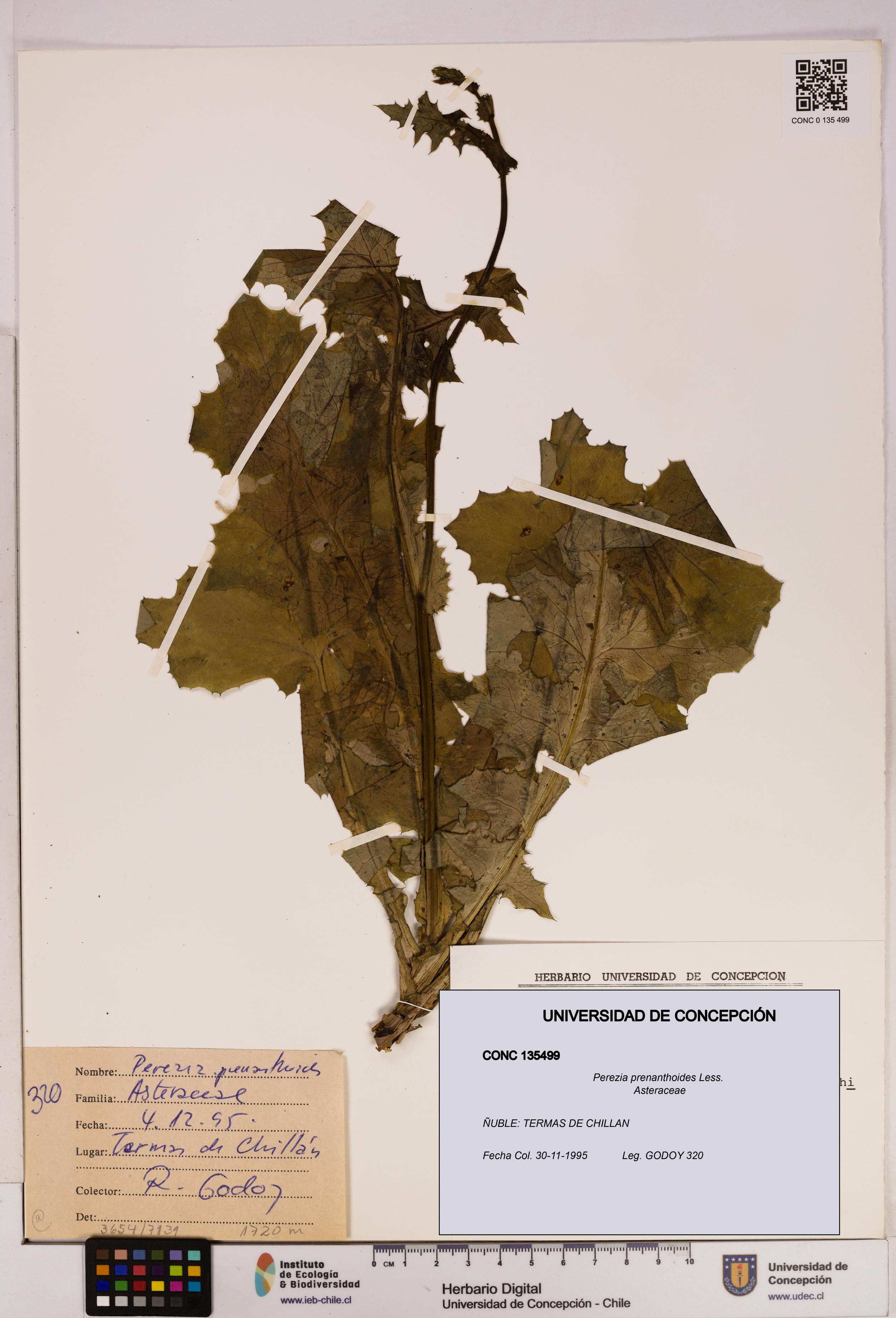 Perezia prenanthoides [Espécimen: UDEC:CONC:0135499]