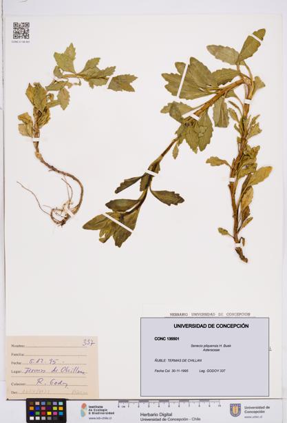 Senecio pilquensis [Espécimen: ]