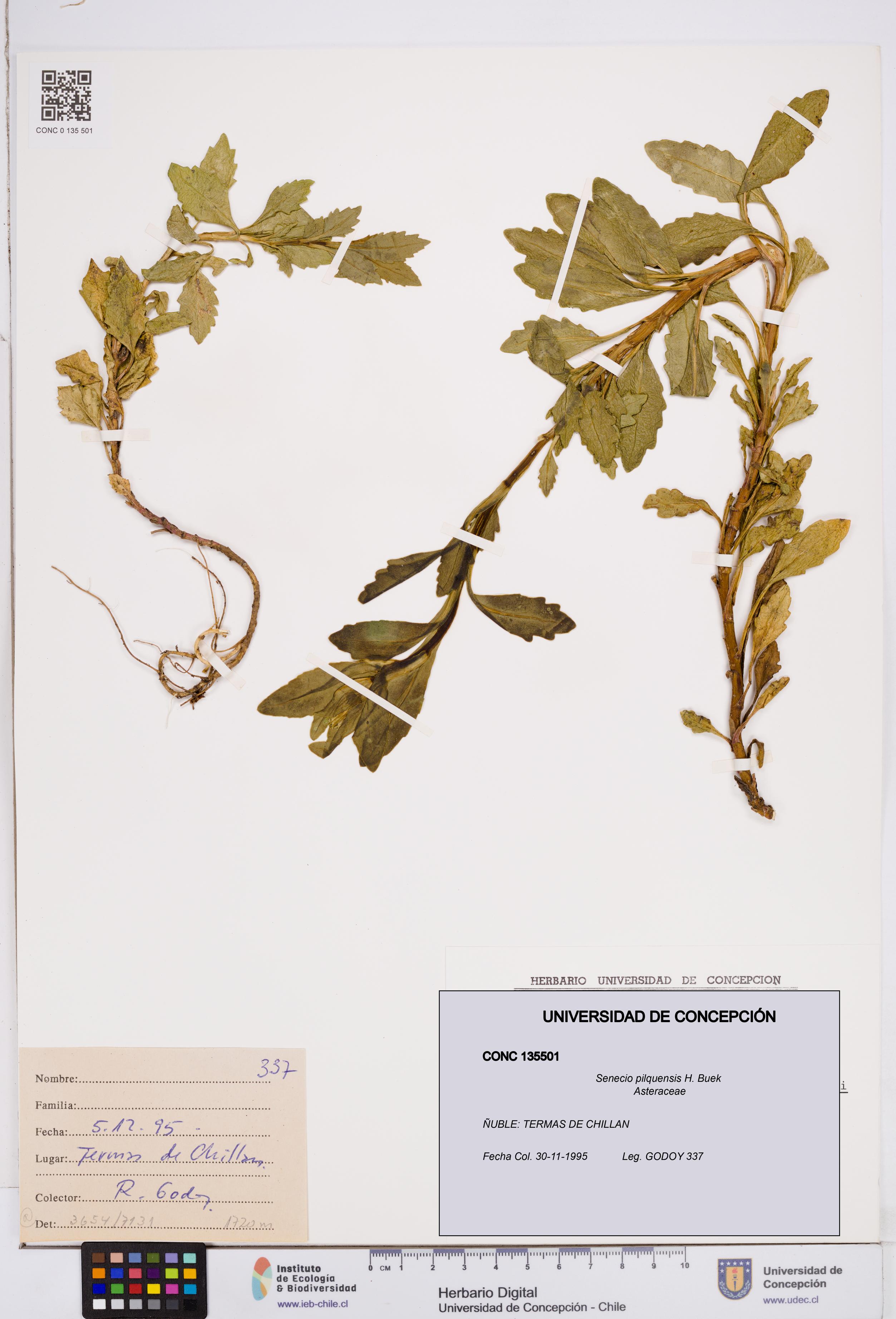 Senecio pilquensis [Espécimen: ]