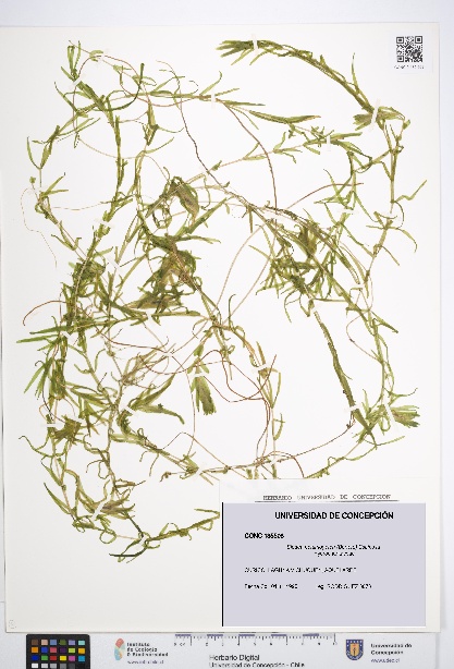 Elodea potamogeton [Espécimen: UDEC:CONC:0135508]