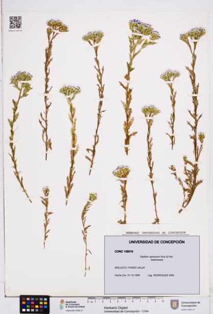 Triptilion spinosum [Espécimen: ]
