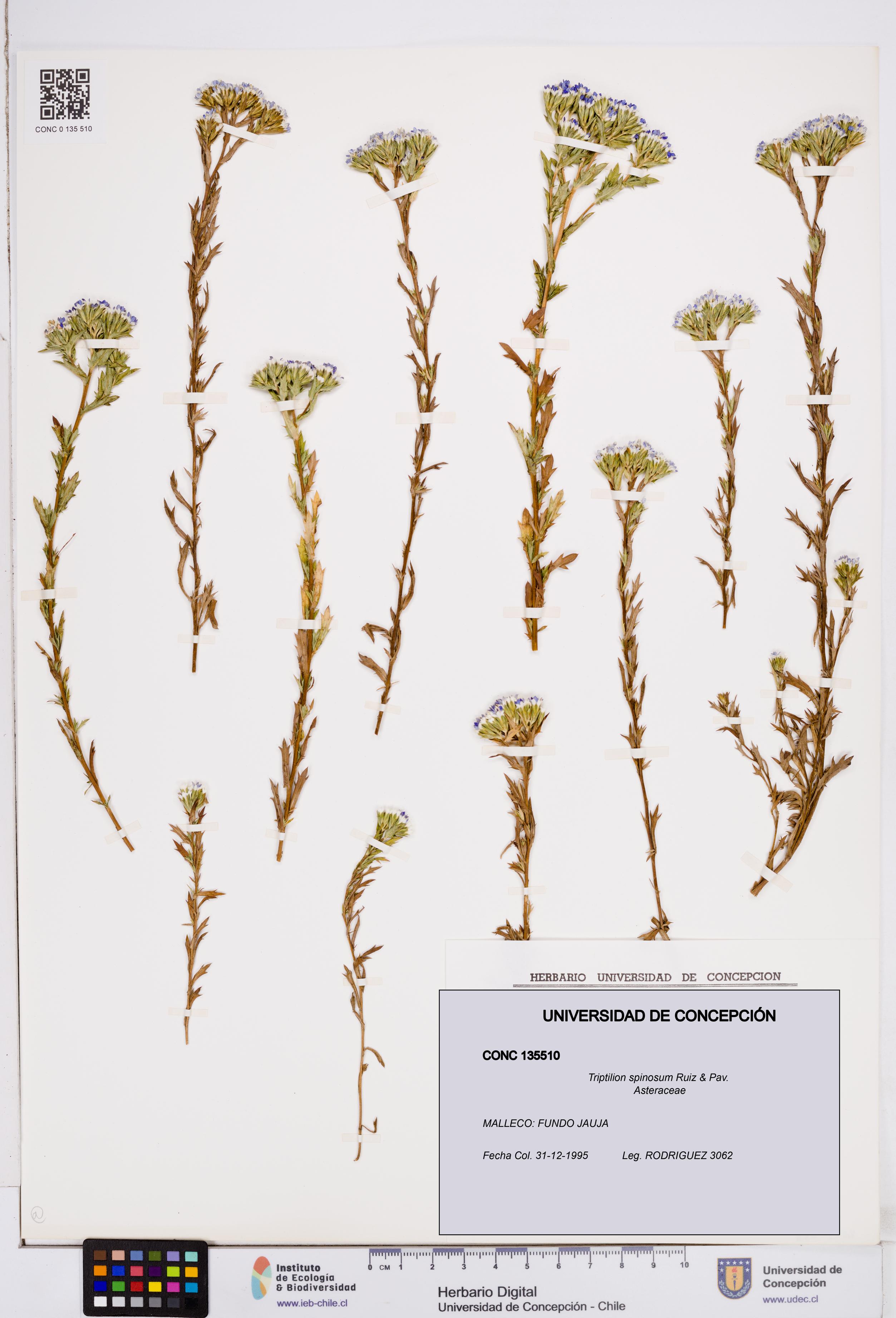 Triptilion spinosum [Espécimen: ]
