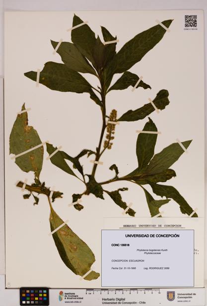 Phytolacca bogotensis [Espécimen: UDEC:CONC:0135518]