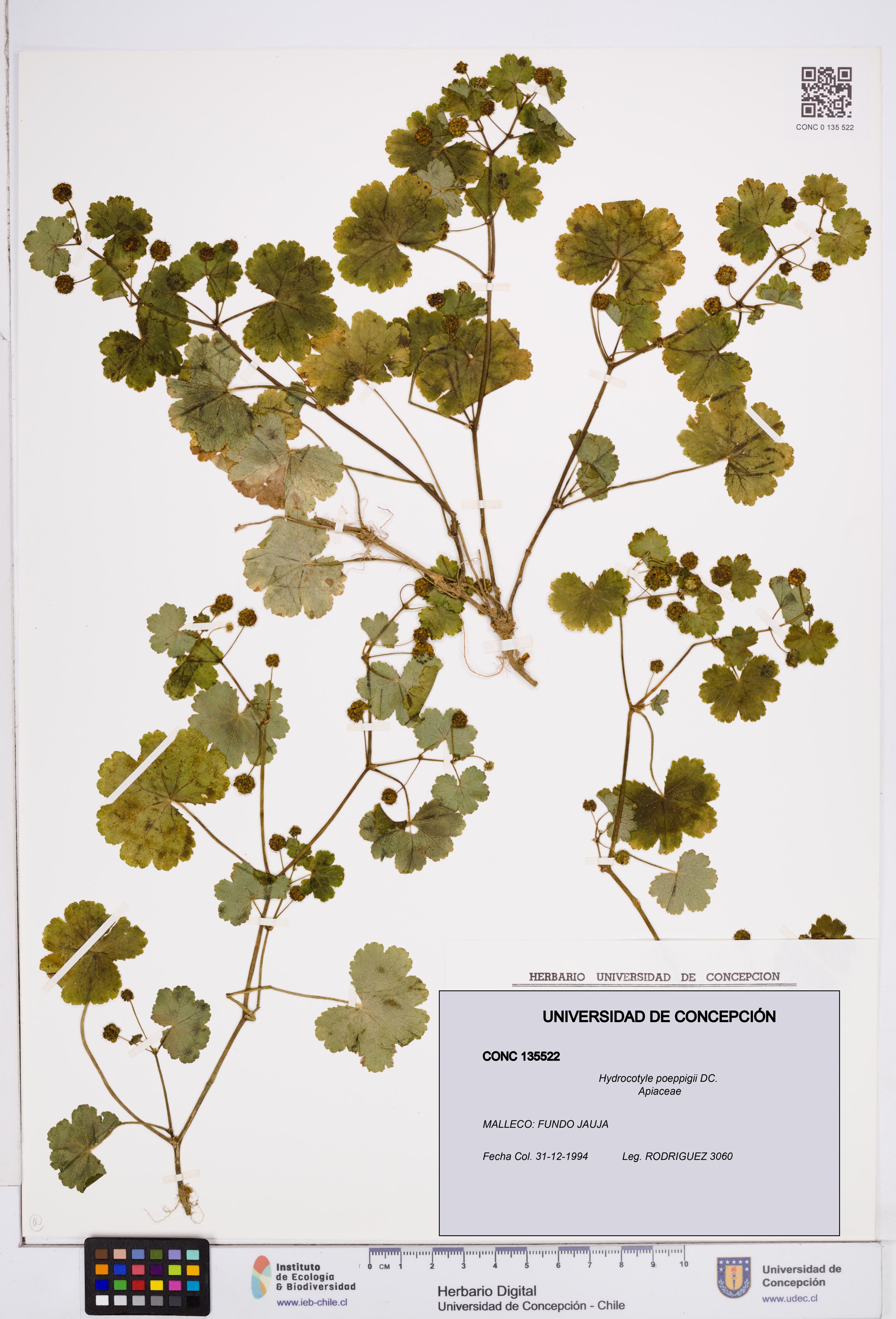Hydrocotyle poeppigii [Espécimen: ]