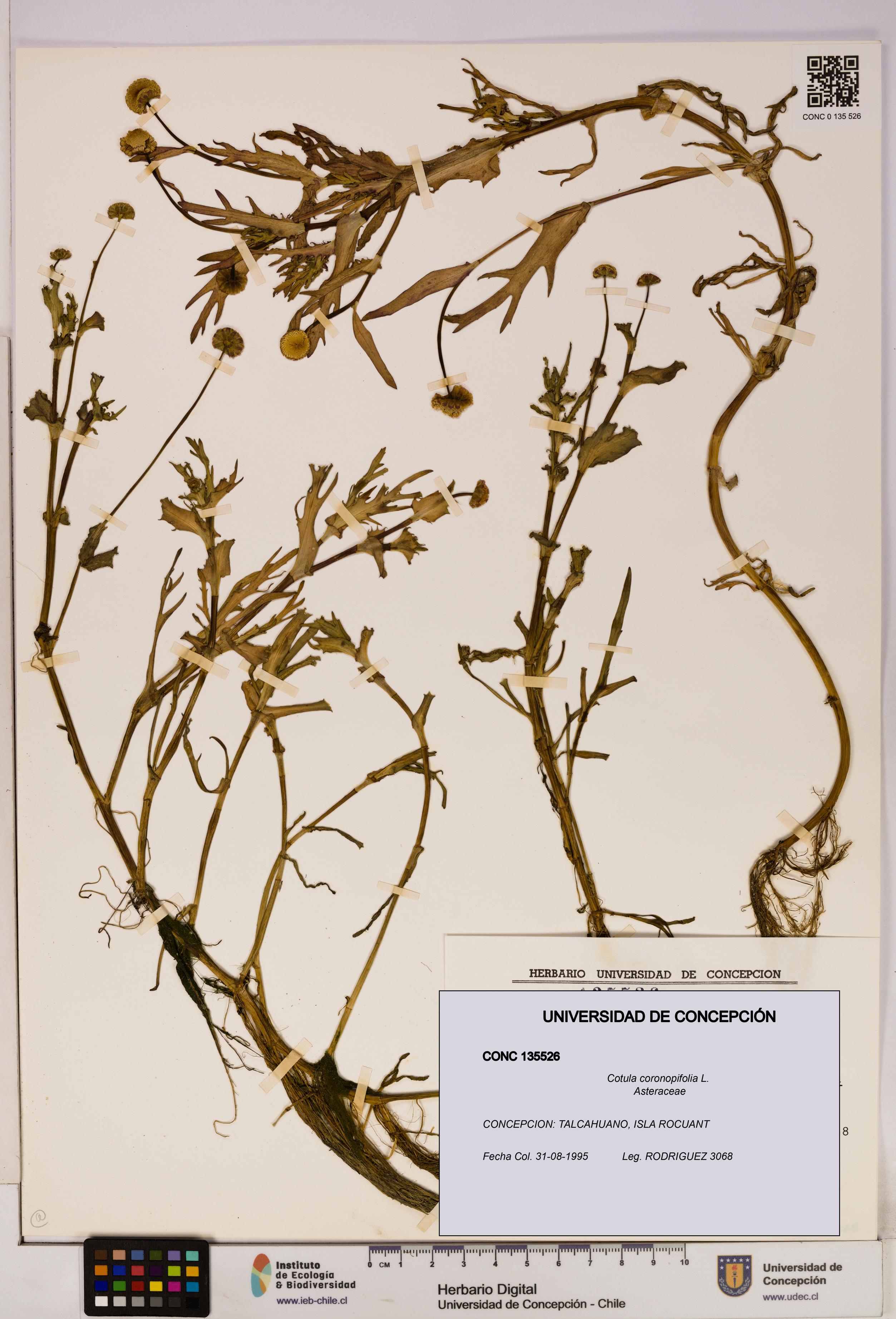Cotula coronopifolia [Espécimen: UDEC:CONC:0135526]