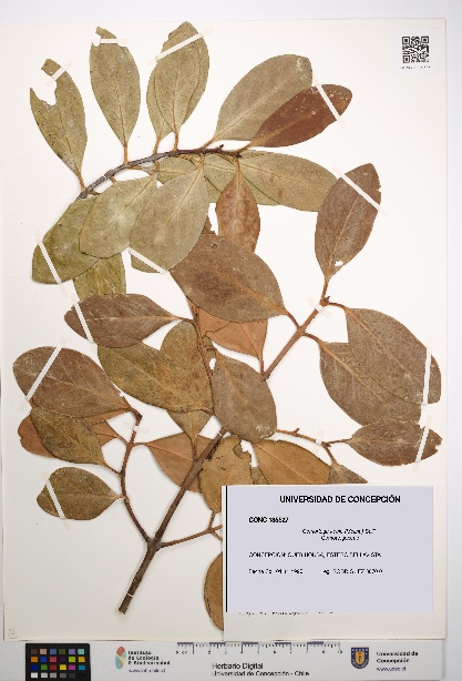 Gomortega keule [Espécimen: UDEC:CONC:0135527]
