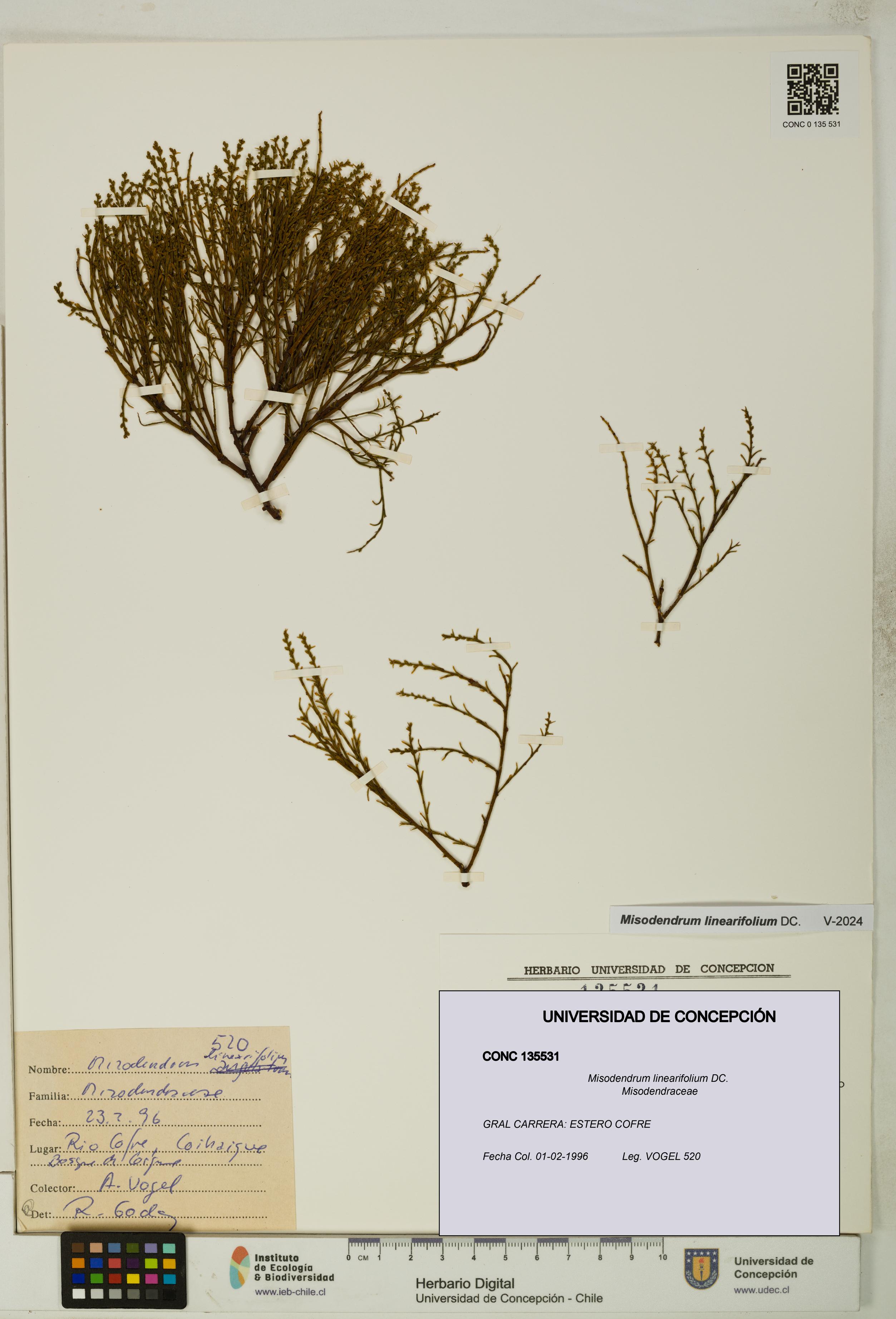 Misodendrum linearifolium [Espécimen: UDEC:CONC:0135531]