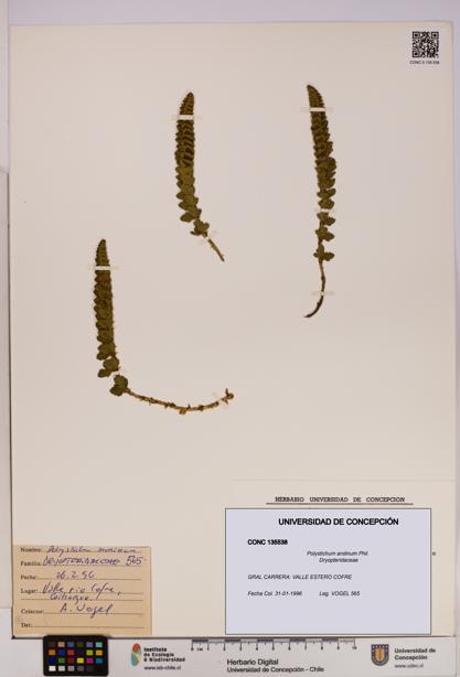 Polystichum andinum [Espécimen: UDEC:CONC:0135538]