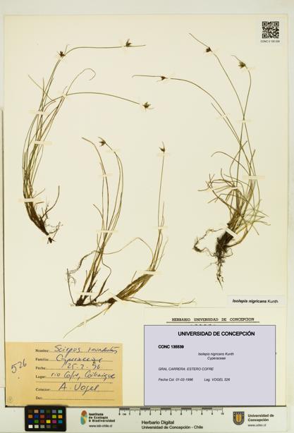 Isolepis nigricans [Espécimen: UDEC:CONC:0135539]