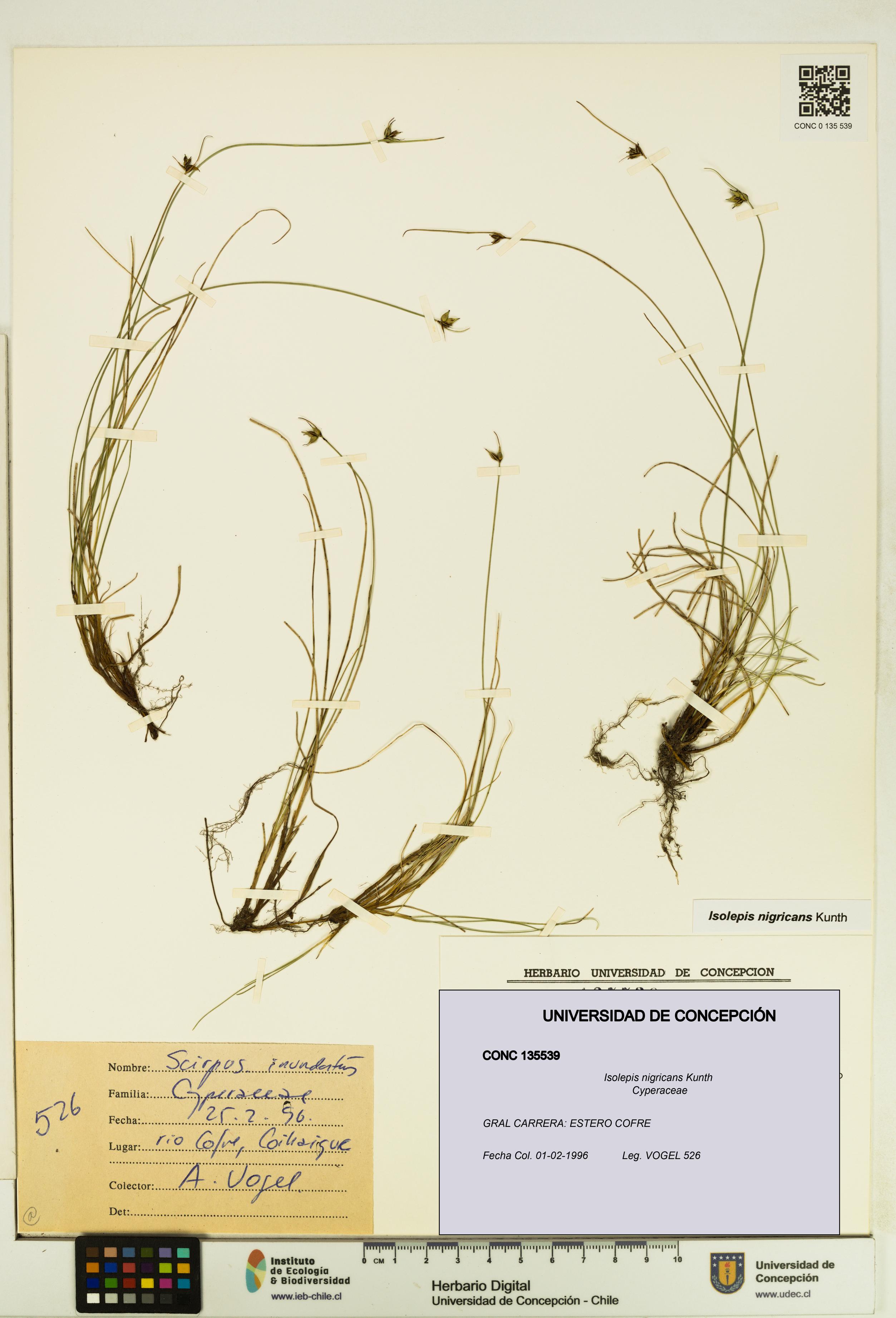 Isolepis nigricans [Espécimen: UDEC:CONC:0135539]