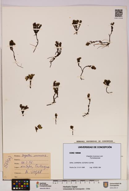 Drapetes muscosus [Espécimen: UDEC:CONC:0135548]