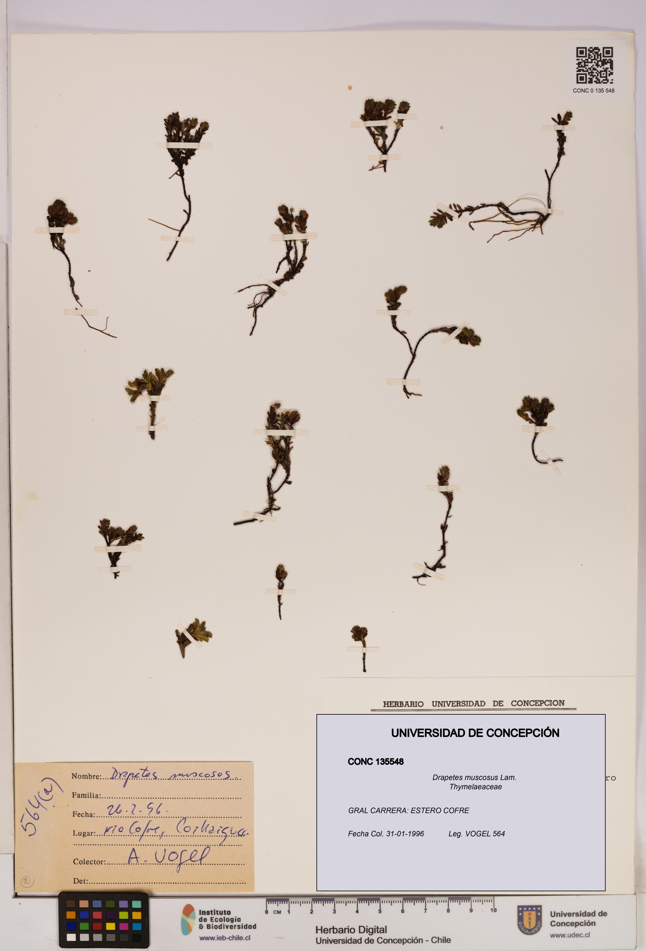 Drapetes muscosus [Espécimen: UDEC:CONC:0135548]