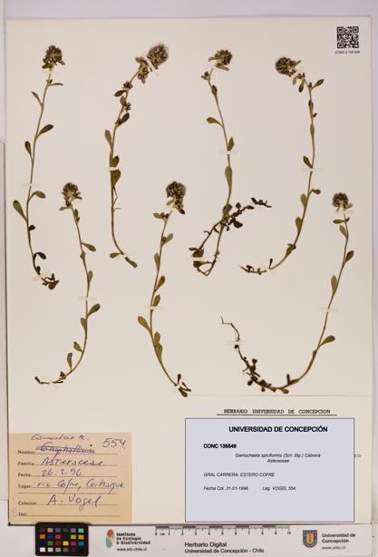 Gamochaeta spiciformis [Espécimen: UDEC:CONC:0135549]