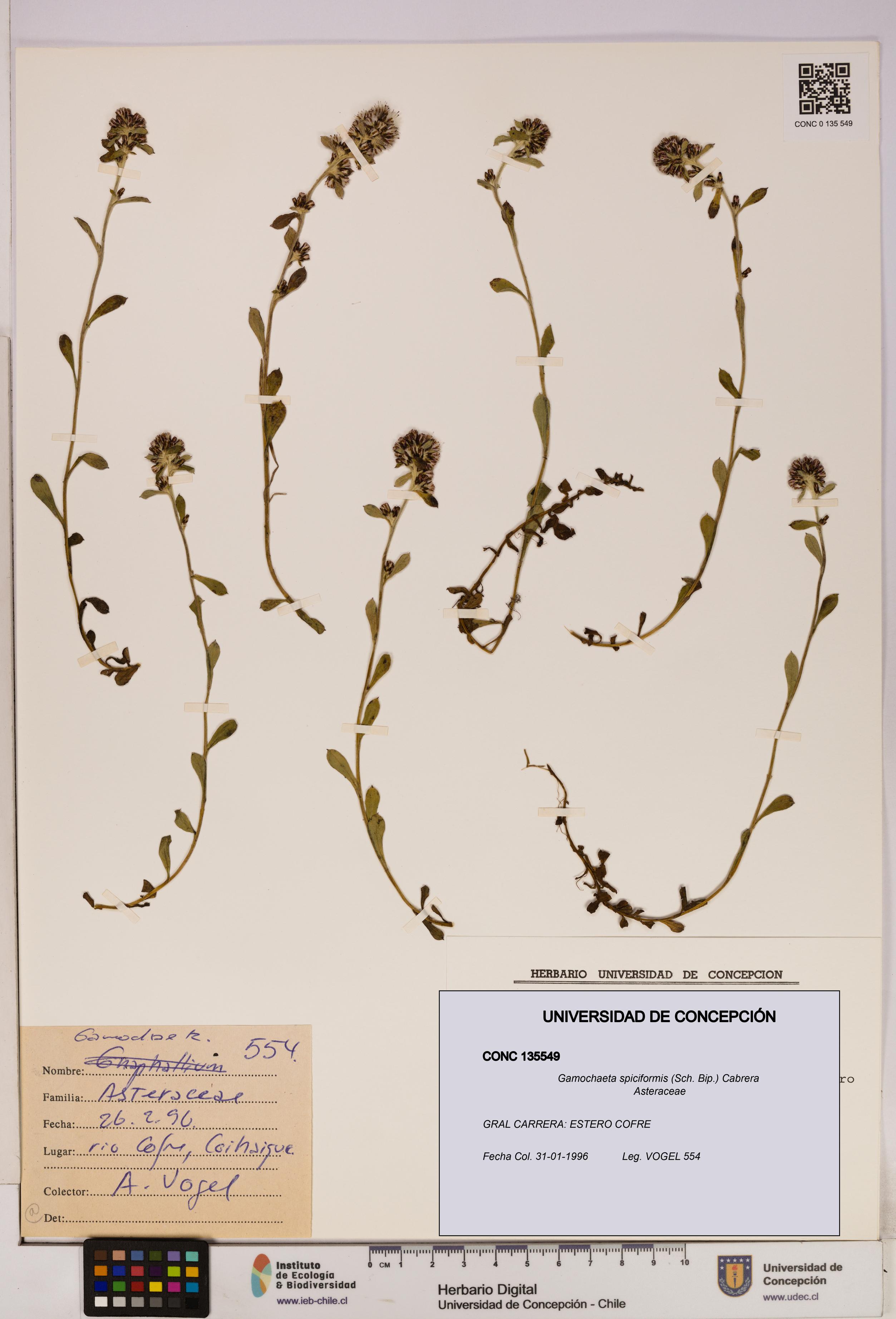 Gamochaeta spiciformis [Espécimen: UDEC:CONC:0135549]