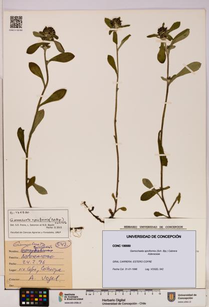 Gamochaeta spiciformis [Espécimen: UDEC:CONC:0135550]
