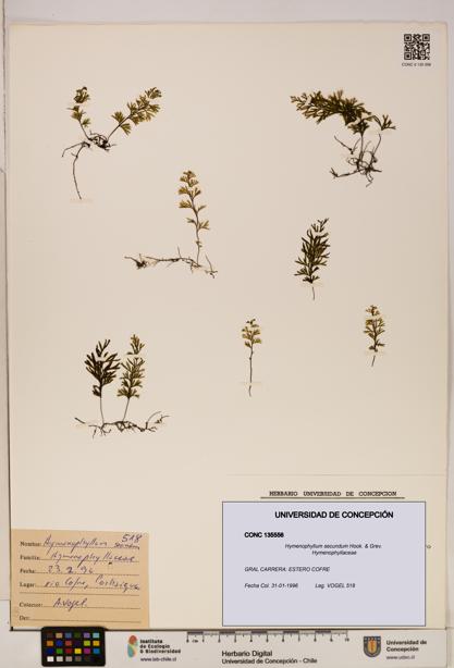 Hymenophyllum secundum [Espécimen: ]