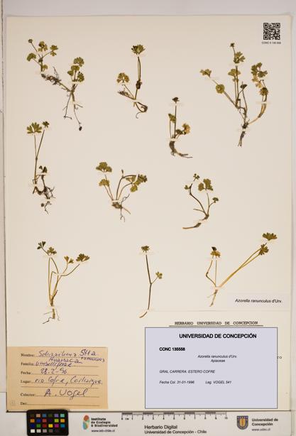 Azorella ranunculus [Espécimen: ]
