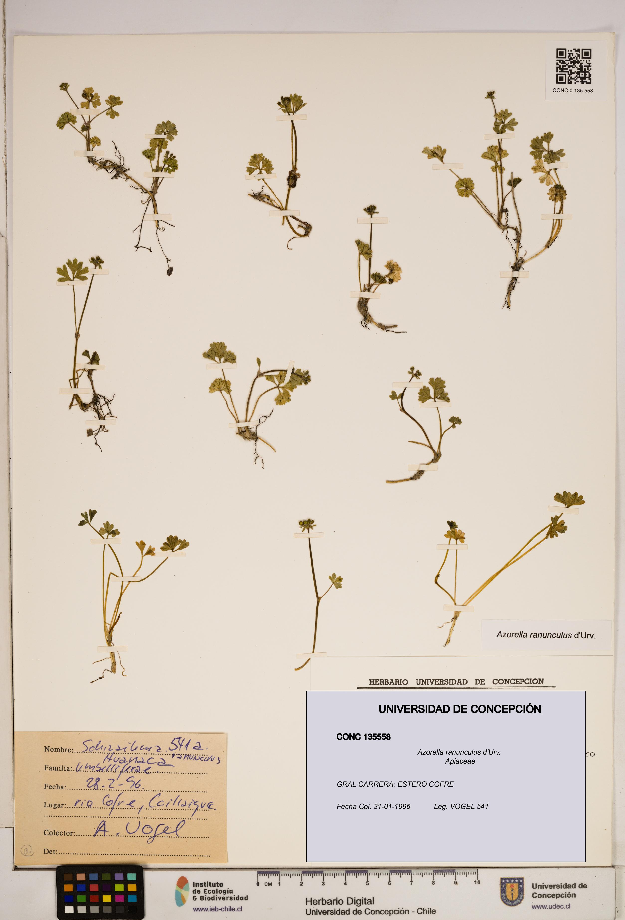Azorella ranunculus [Espécimen: ]
