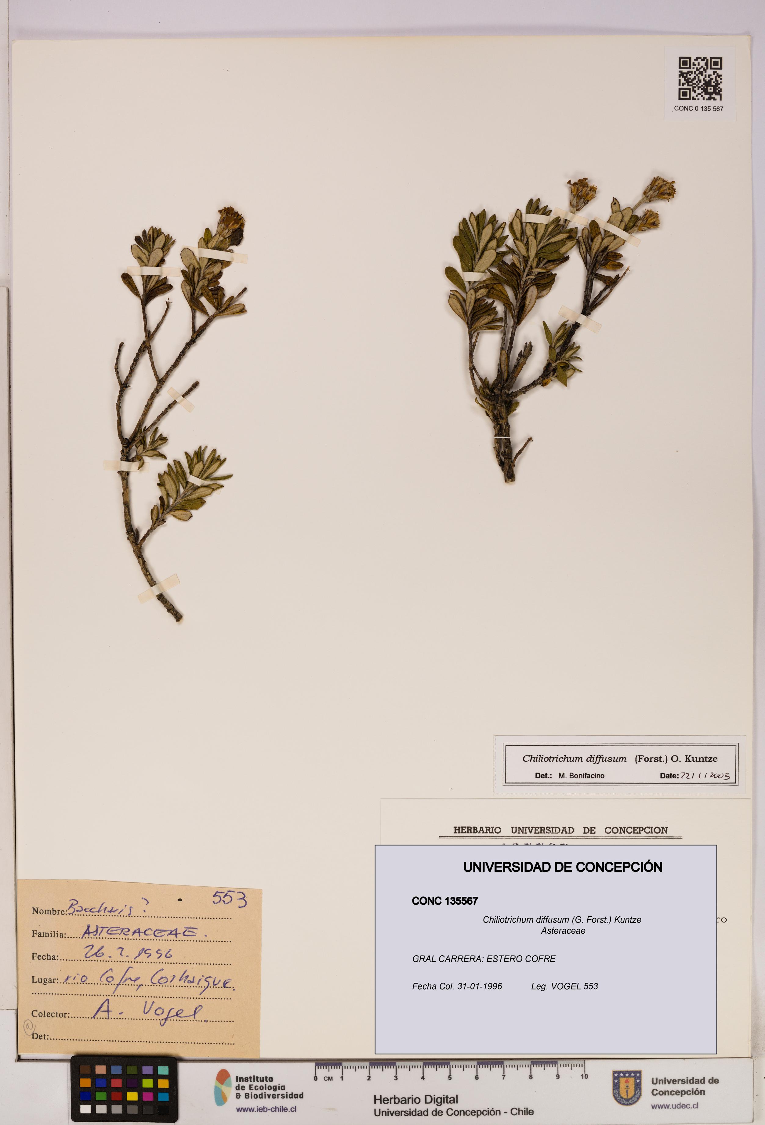 Chiliotrichum diffusum [Espécimen: UDEC:CONC:0135567]