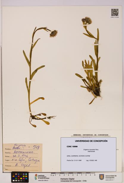 Erigeron myosotis [Espécimen: UDEC:CONC:0135568]