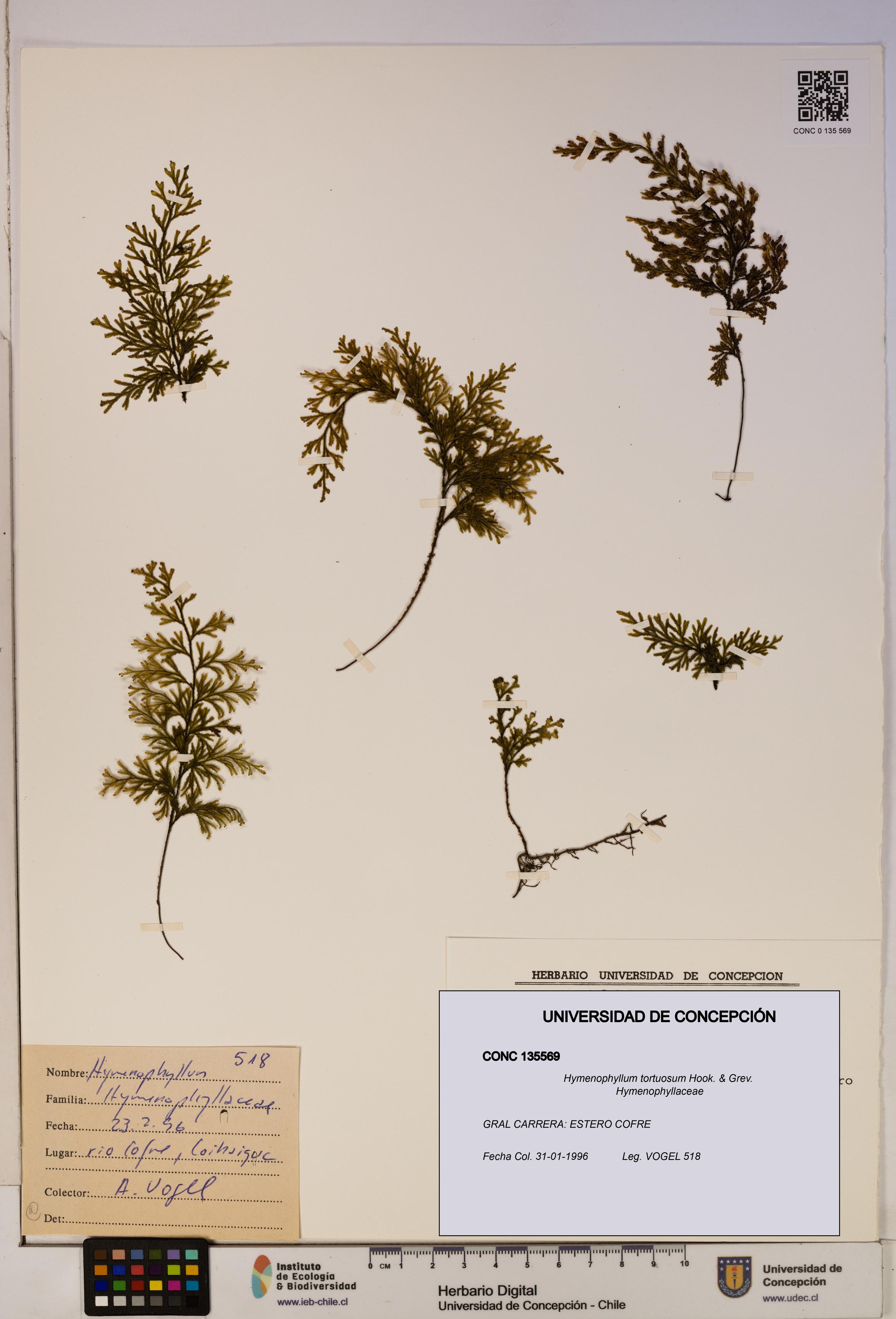 Hymenophyllum tortuosum [Espécimen: ]