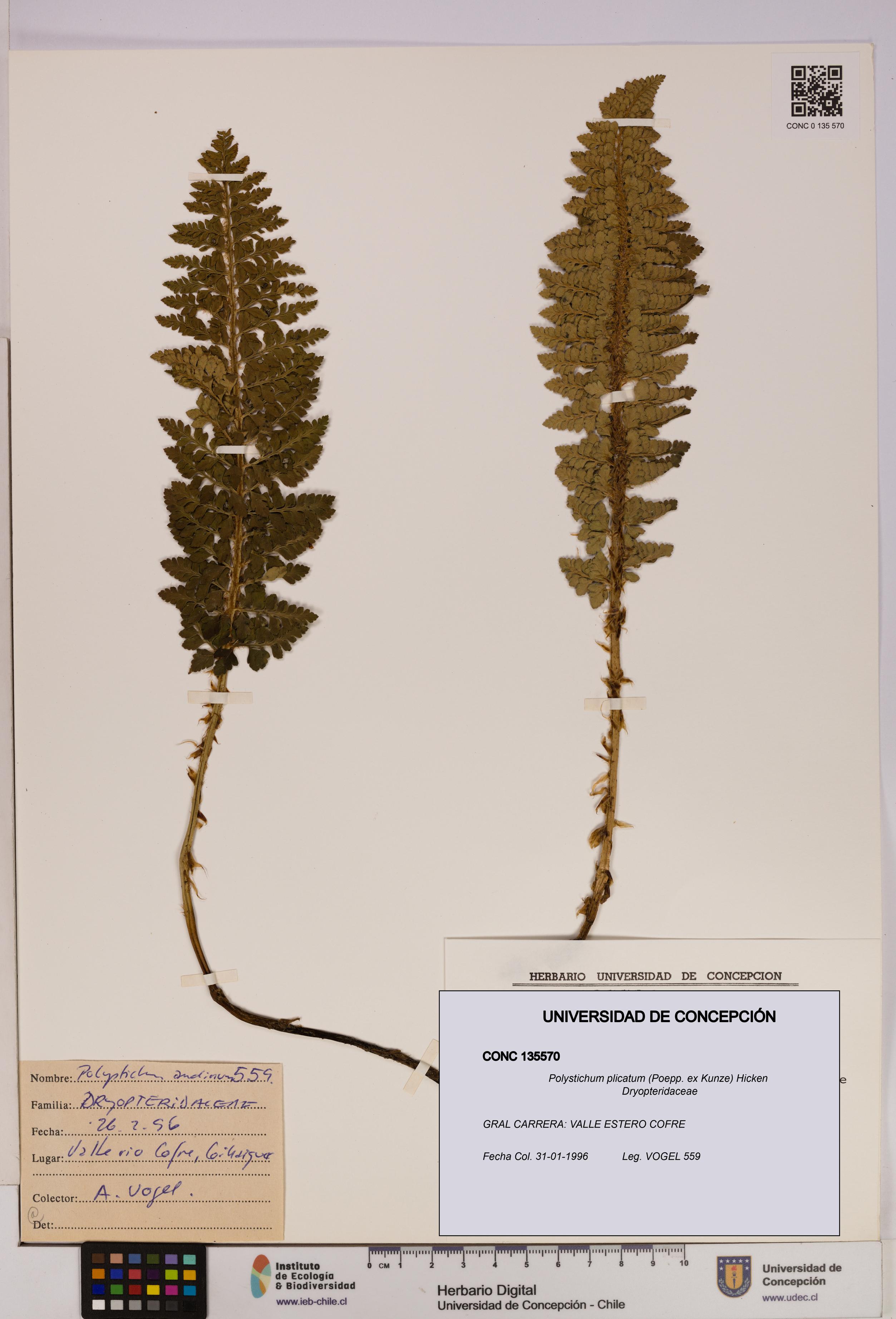 Polystichum plicatum [Espécimen: UDEC:CONC:0135570]