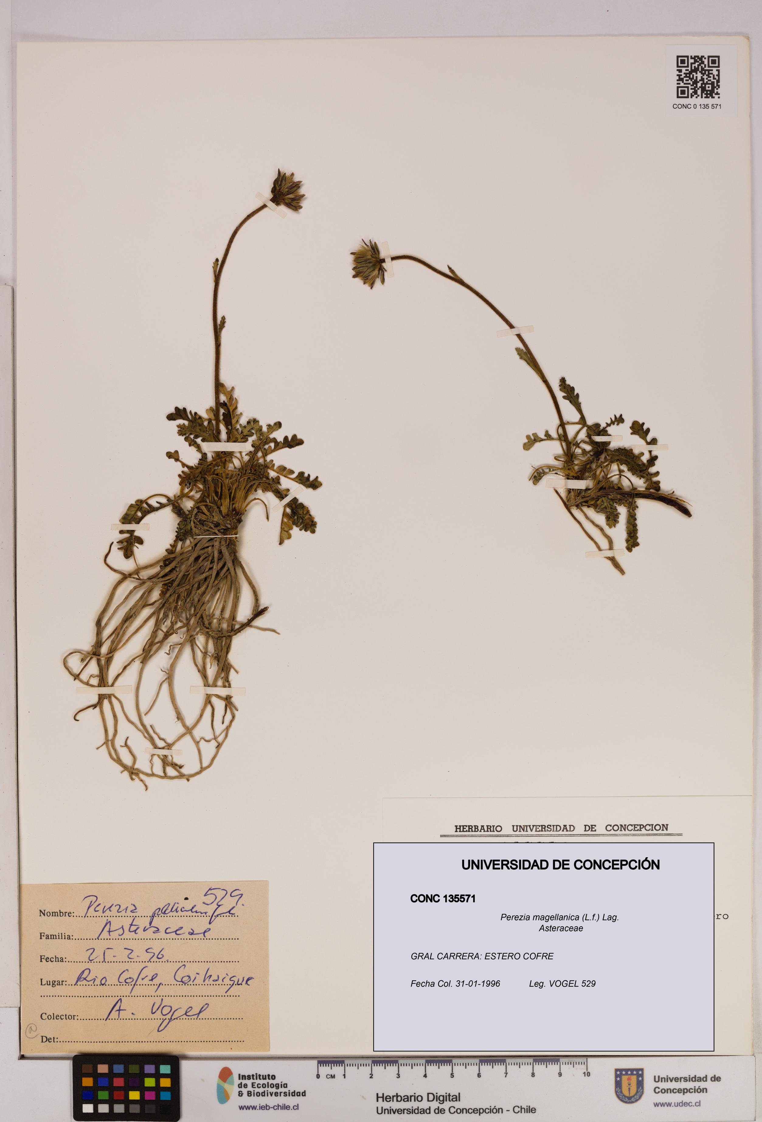 Perezia magellanica [Espécimen: UDEC:CONC:0135571]