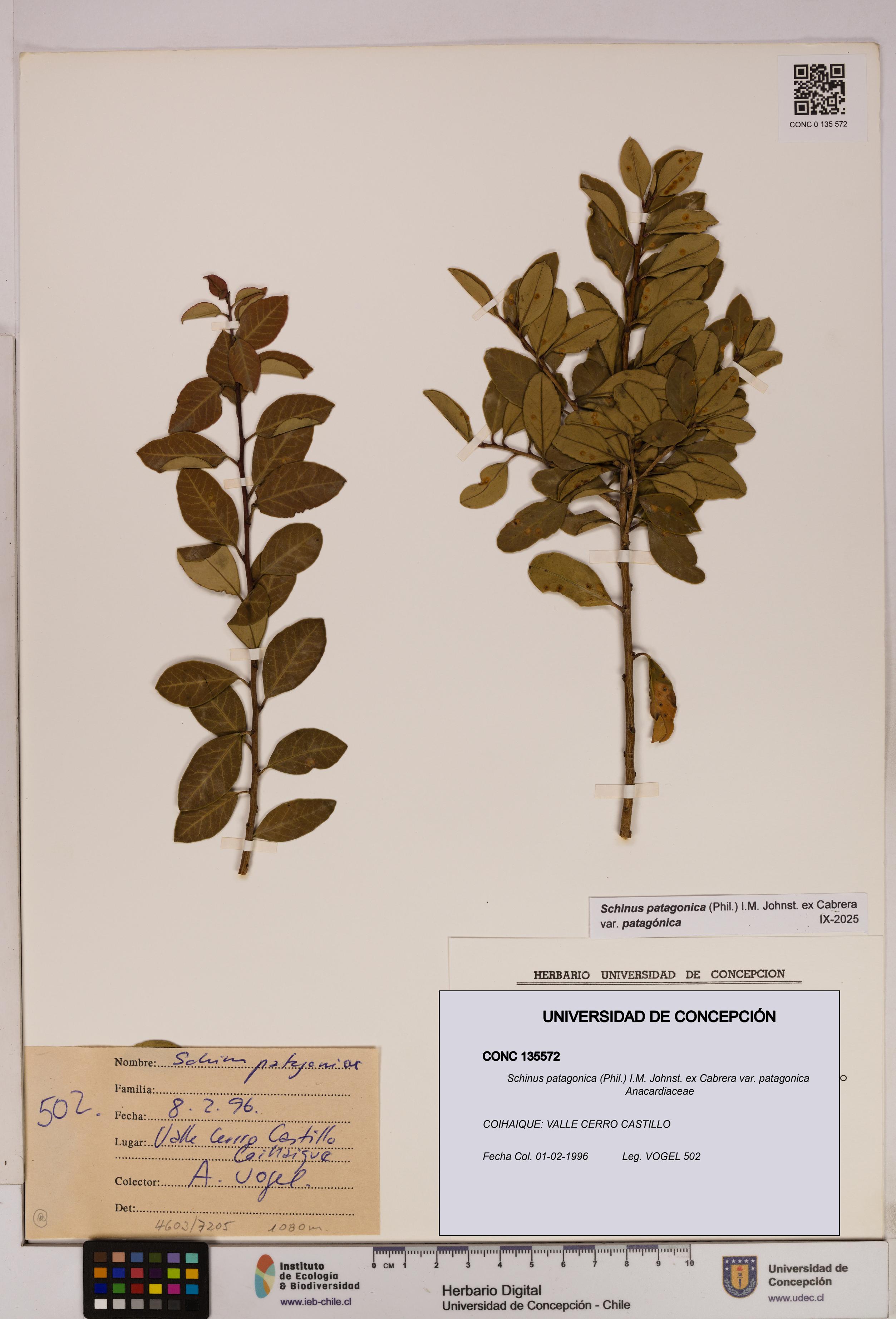 Schinus patagonica [Espécimen: UDEC:CONC:0135572]