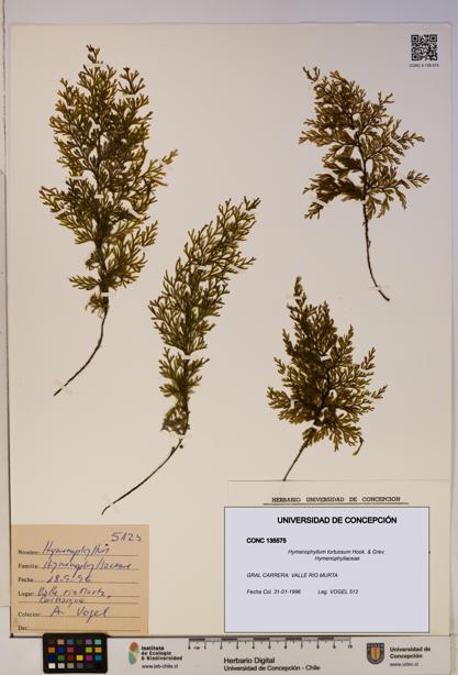 Hymenophyllum tortuosum [Espécimen: ]