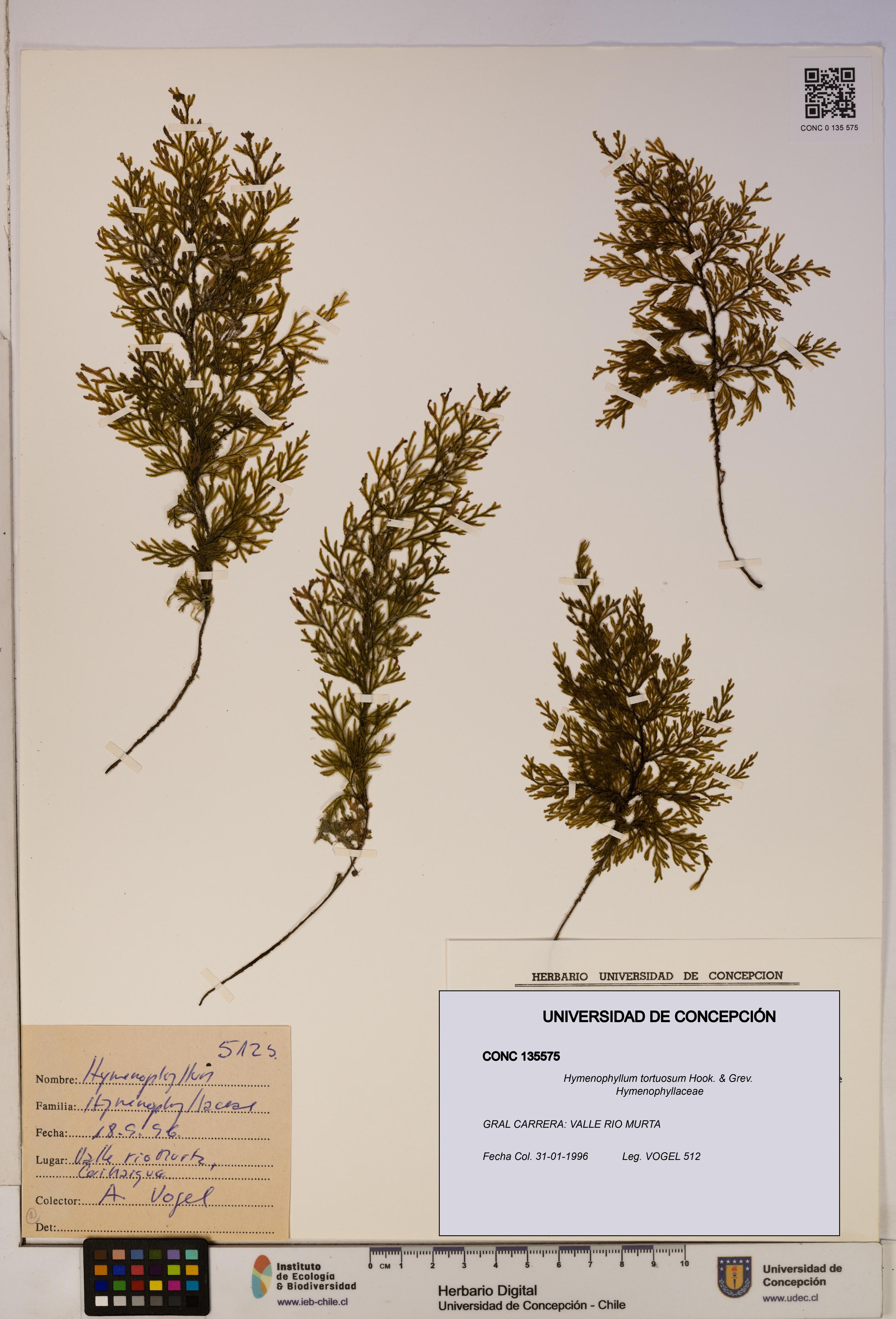Hymenophyllum tortuosum [Espécimen: ]