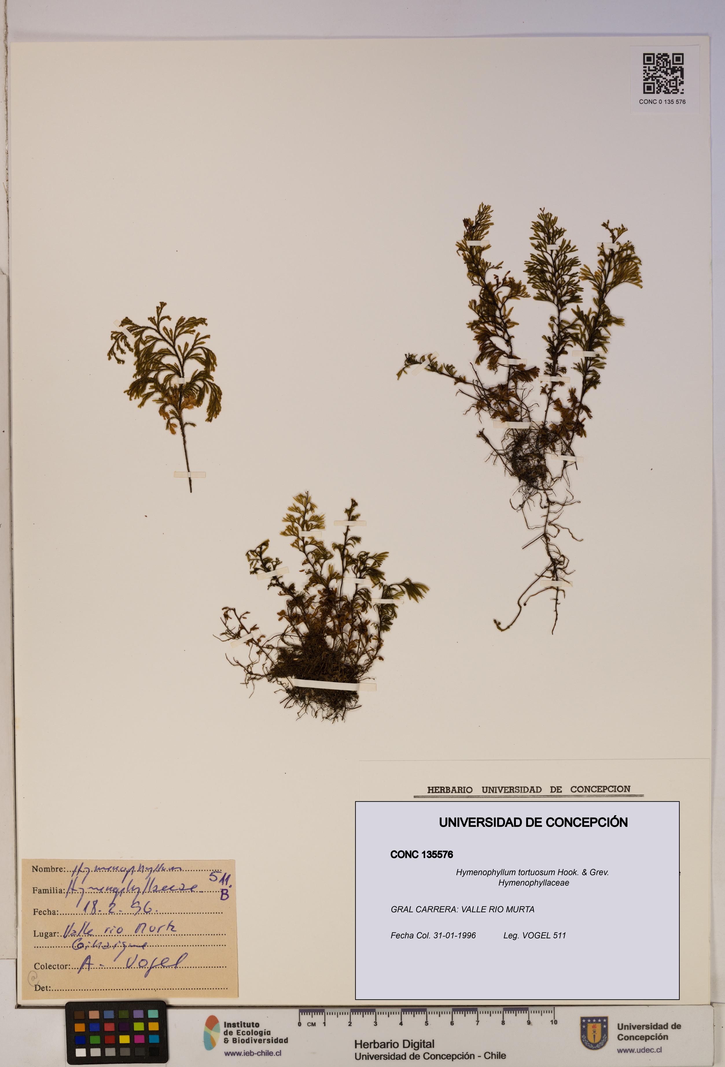 Hymenophyllum tortuosum [Espécimen: ]