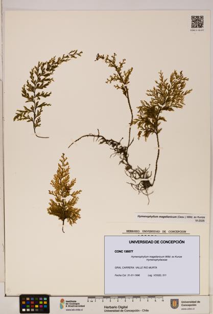 Hymenophyllum magellanicum [Espécimen: ]