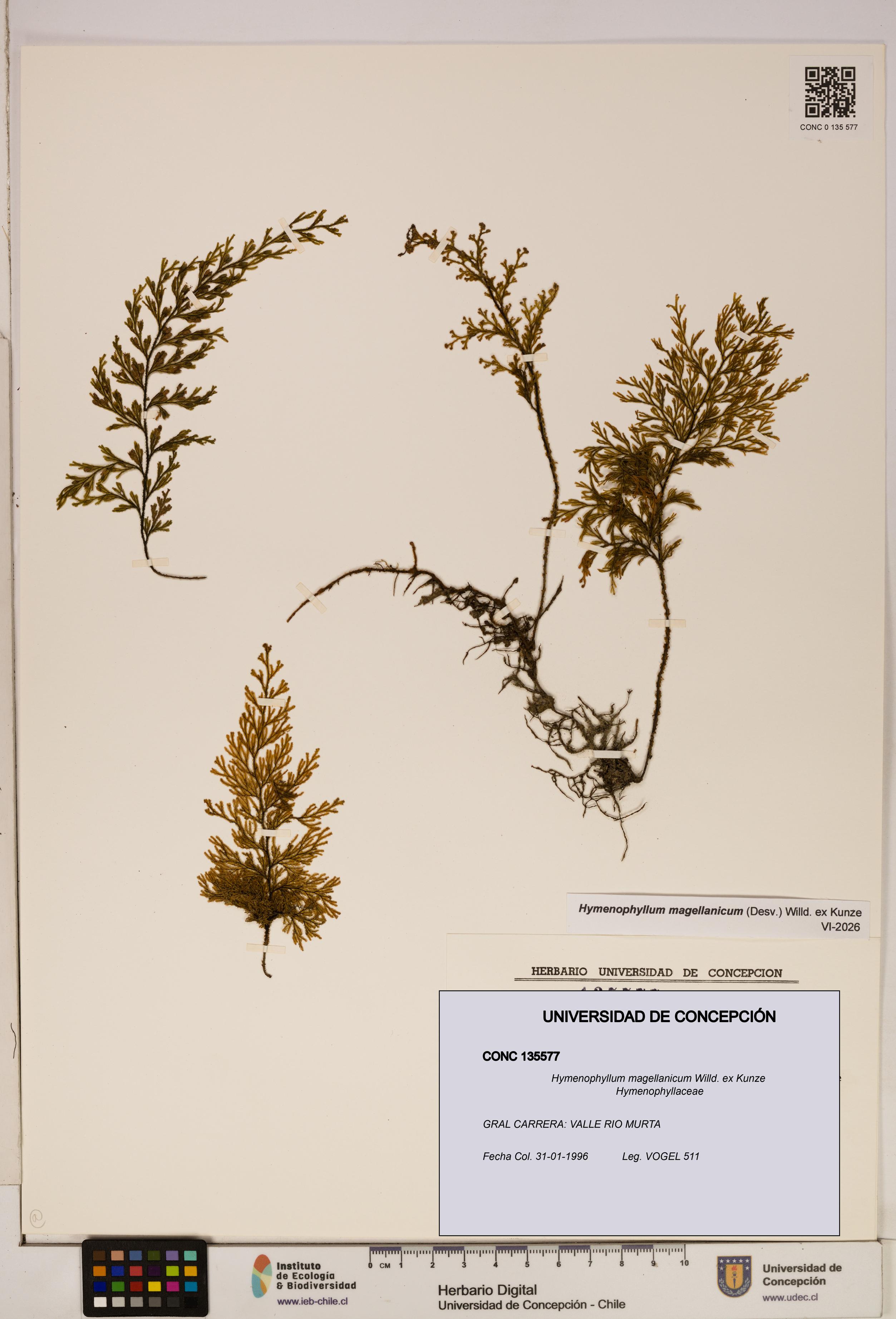 Hymenophyllum magellanicum [Espécimen: ]
