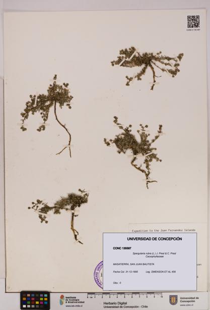 Spergularia rubra [Espécimen: UDEC:CONC:0135587]
