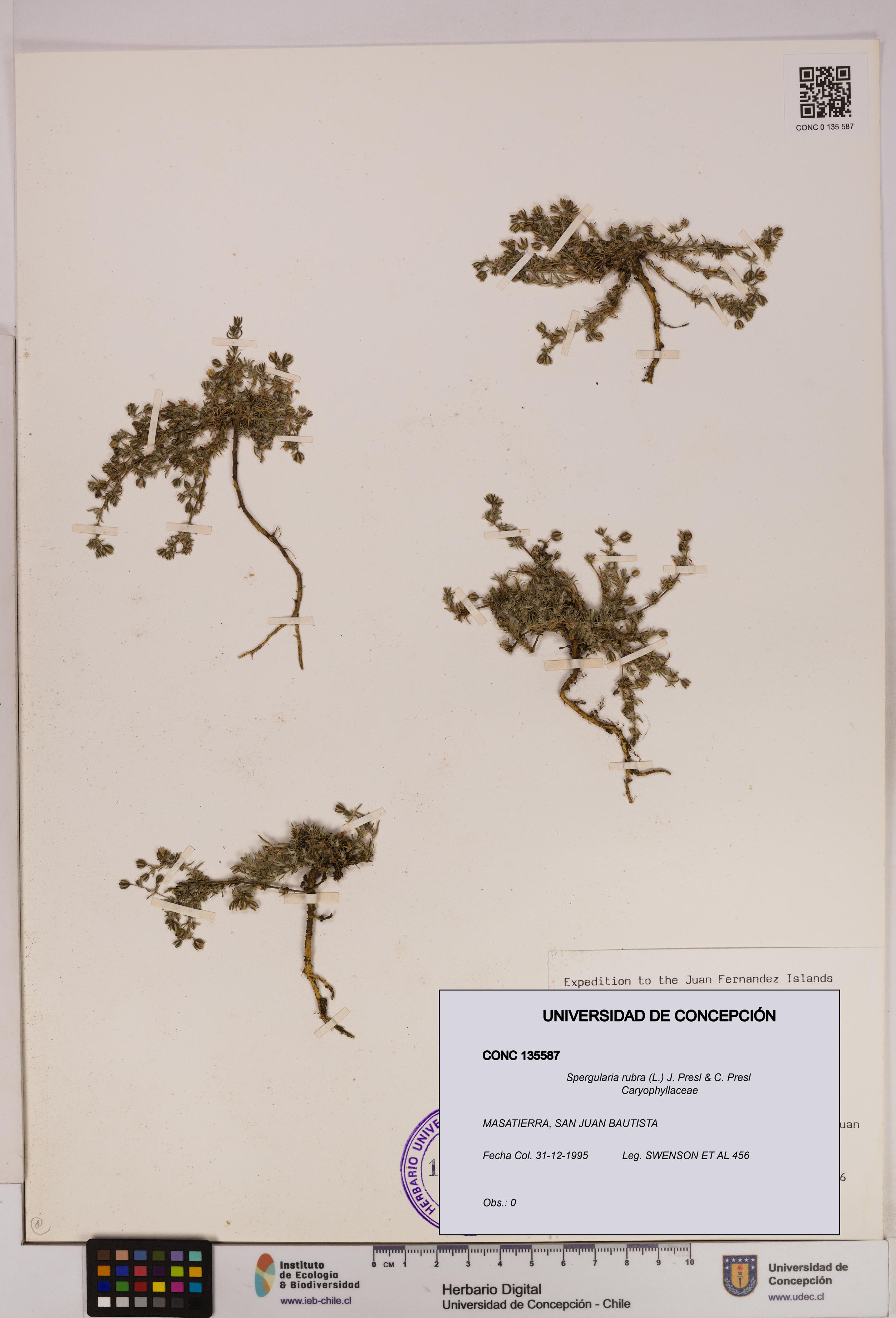 Spergularia rubra [Espécimen: UDEC:CONC:0135587]