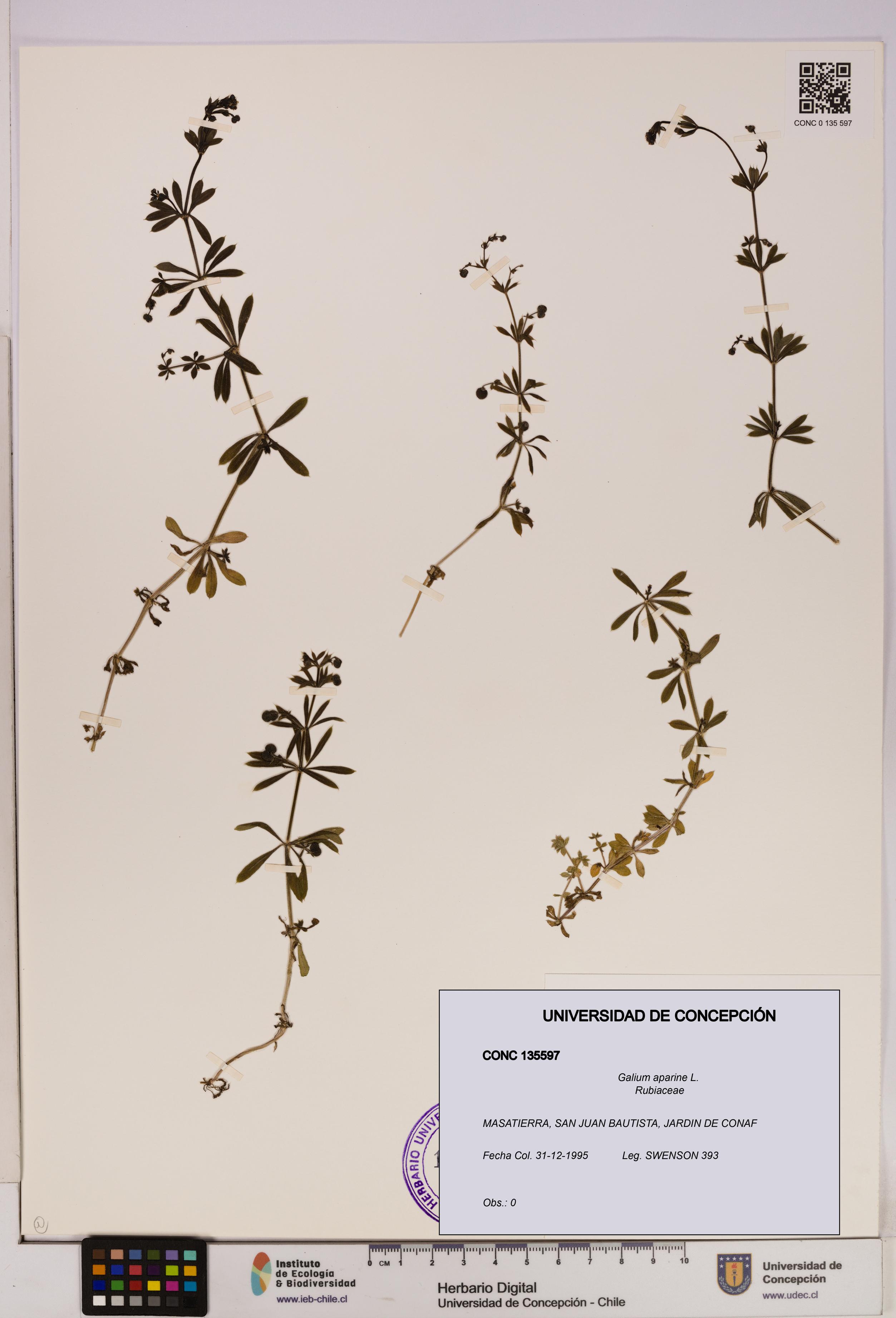 Galium aparine [Espécimen: UDEC:CONC:0135597]