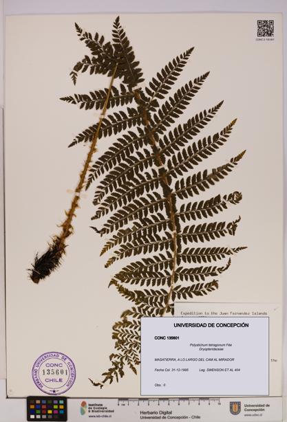 Polystichum tetragonum [Espécimen: UDEC:CONC:0135601]